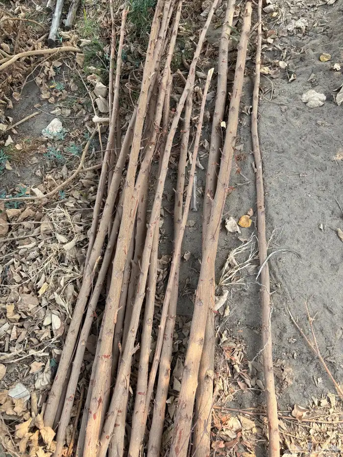 أغصان شجر مناسبه لأقفاص الانتاج 0