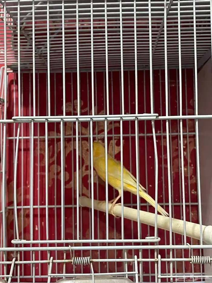 كناري مجموعه ذكور 5