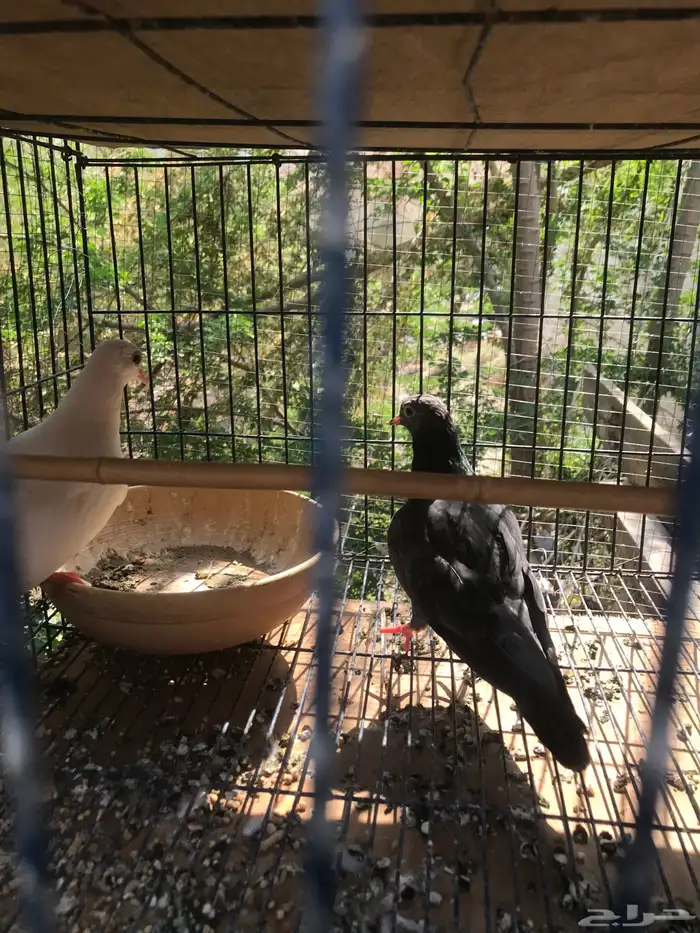 صنعاني اصيل شيبه 15