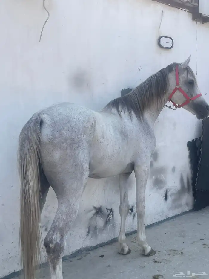 للبيع احصان شعبي العمر 5سنوات سليم من كلشي الطوال 160سنتي 5