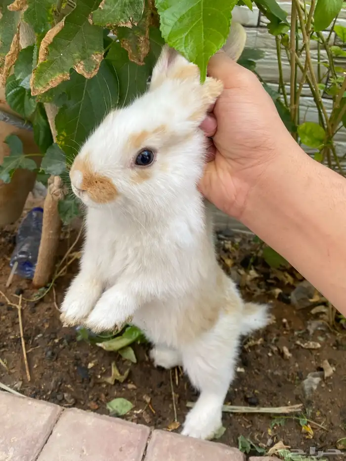 ارنبين للبيع 4