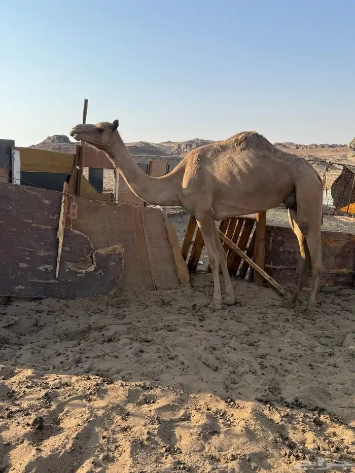 للبيع مهجنه مسحوبه بنتها 1