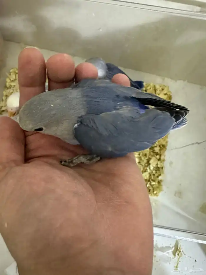 فروخ روز باليد فايلوت هدد قريب 1