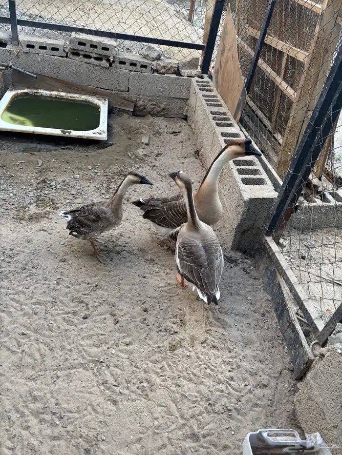 جوز اوز عراقي مع الفرخ للبيع 1