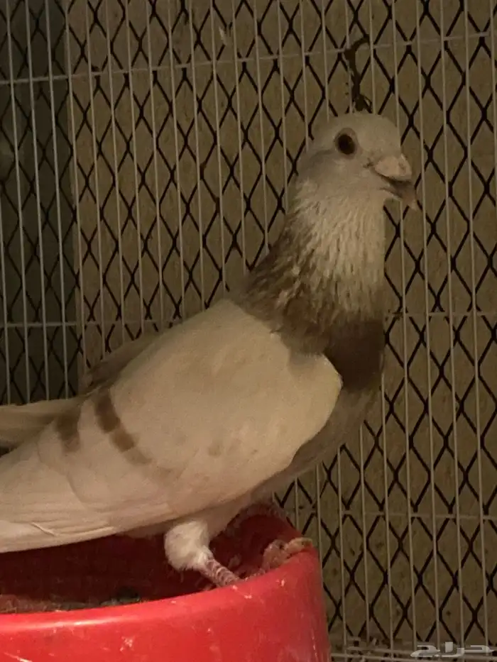 اعرض لكم حمام زاجل وفرنسي 4