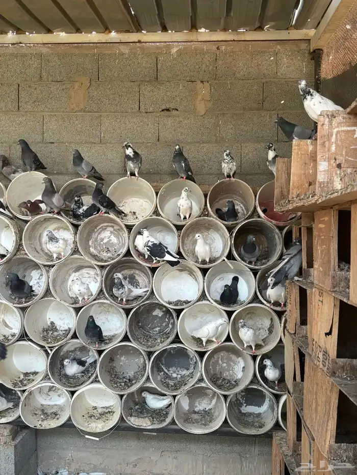 حمام عادي اكثرة فواتح وهندي كلهم عيال بعض 1