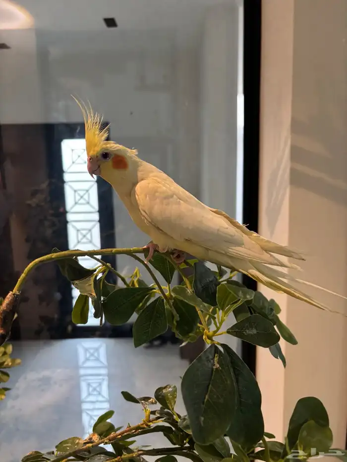 كروان لاتينو 2