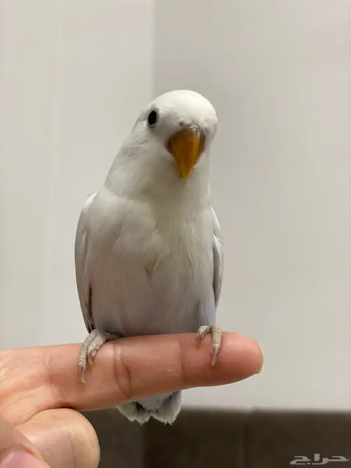 فررخ روز غر 4