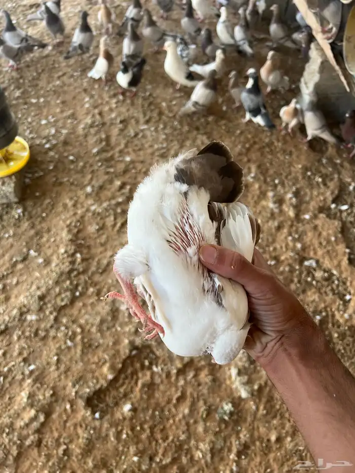 زغليل فرنسي كريمي سلفر سوبر جانبو 7