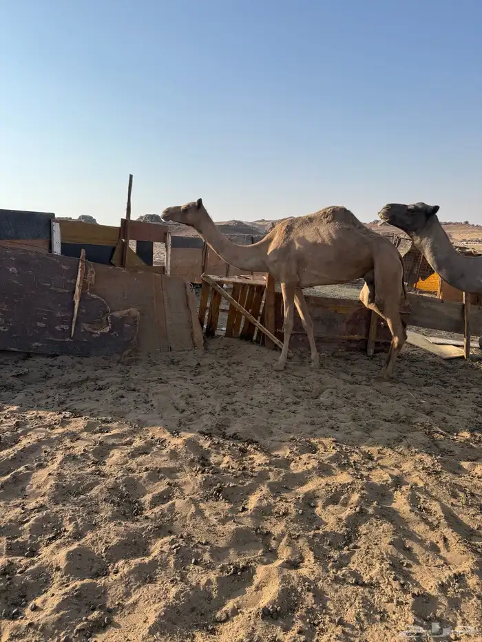 للبيع مهجنه مسحوبه بنتها 2