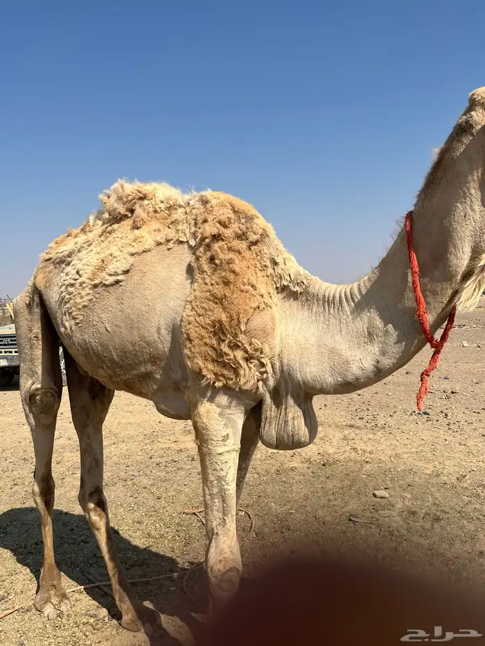 جمل طابع شرط 1