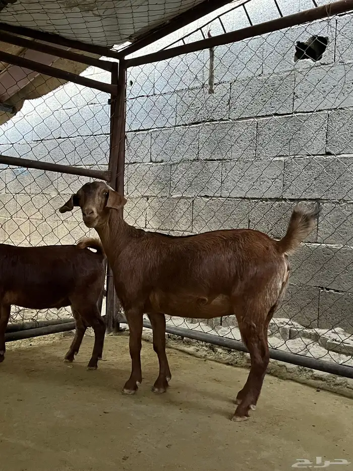 عناق للبيع 1