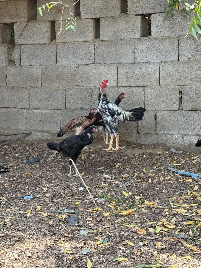 دجاج للبيع 4