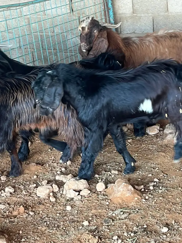 تيوس طيبه للبيع 2