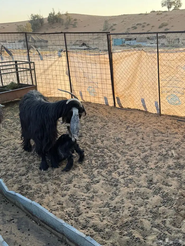 عنز عارضيه السن تامه معها تيس شقا 3