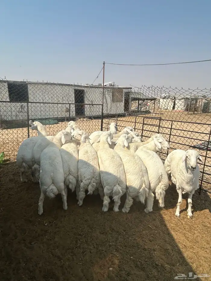 حريات جبر ناهي ونعيم جبر وهرافي نعيم وحري 4