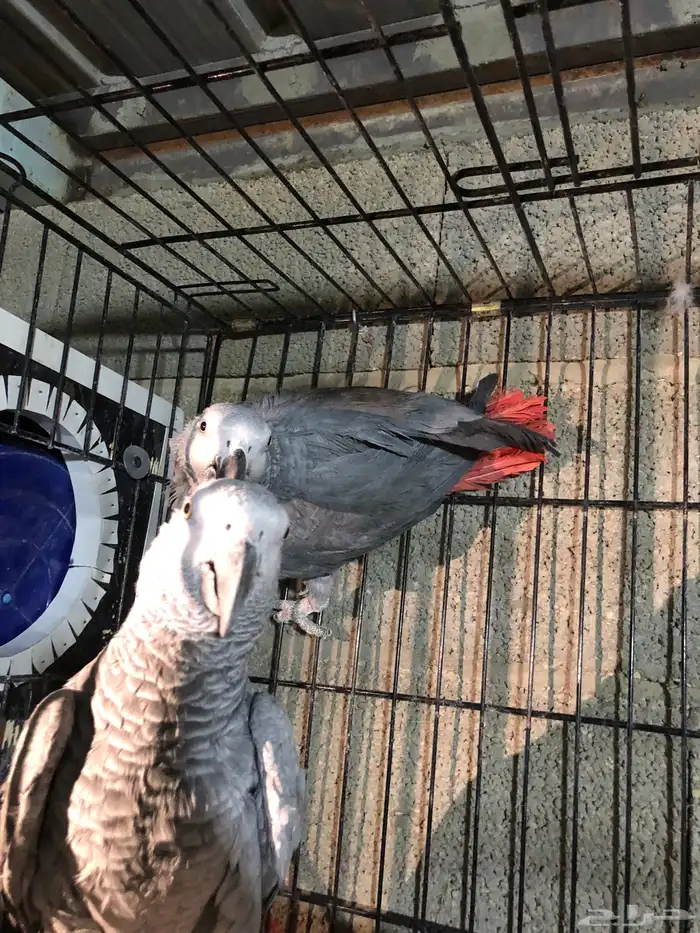 جوز كاسكو منتج 3