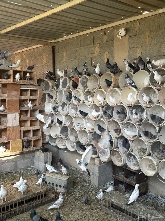 حمام عادي اكثرة فواتح وهندي كلهم عيال بعض 3