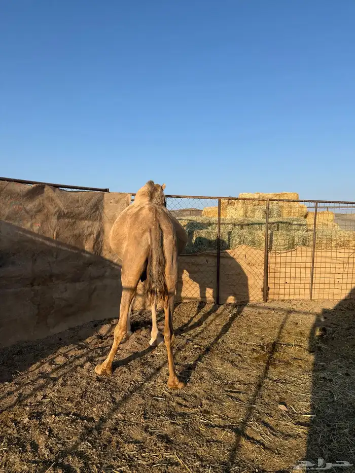 خلفه ام ثالث. تحتها بكره 1