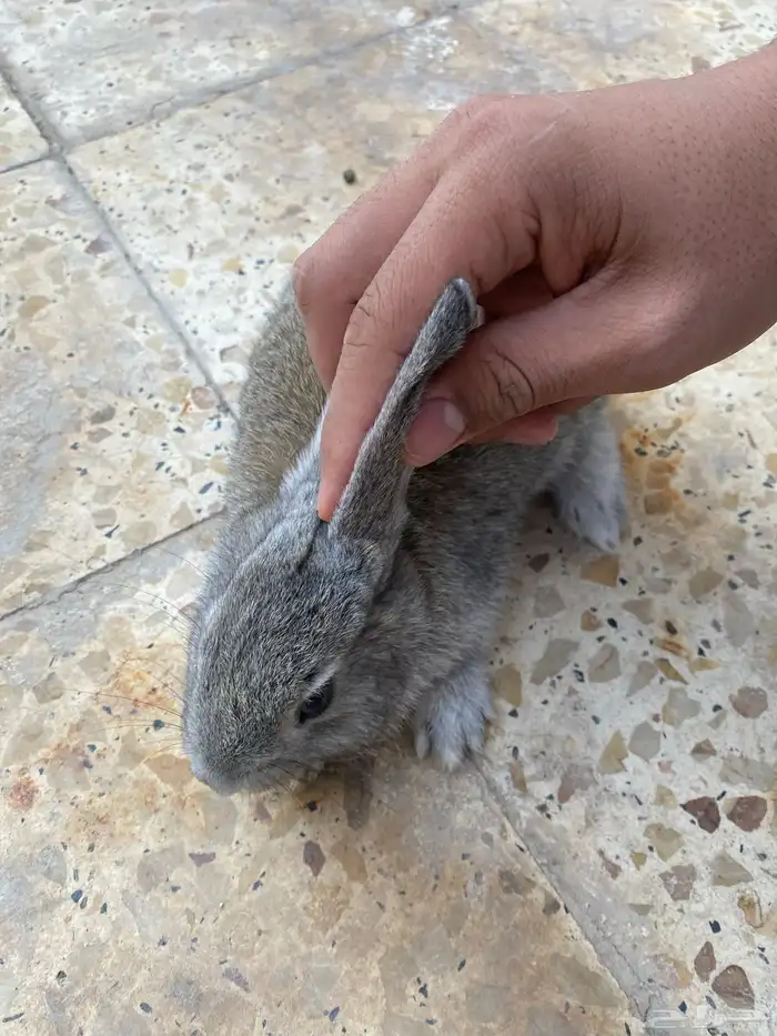 ارنبين للبيع 2