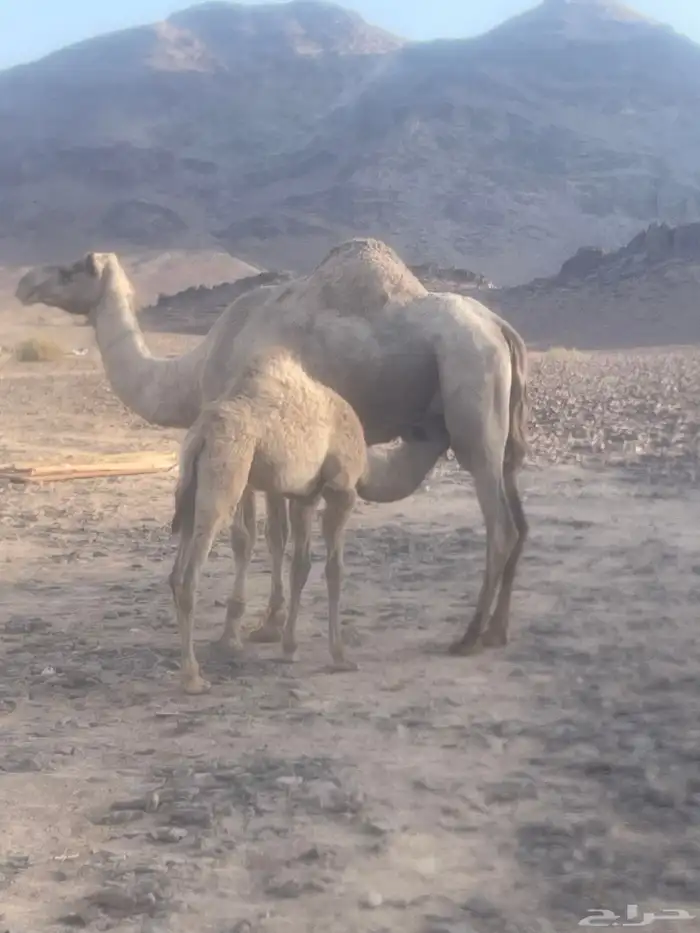 ذلول حره خلفه للبيع تحتها قعود 0