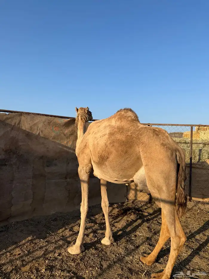 خلفه ام ثالث. تحتها بكره 0