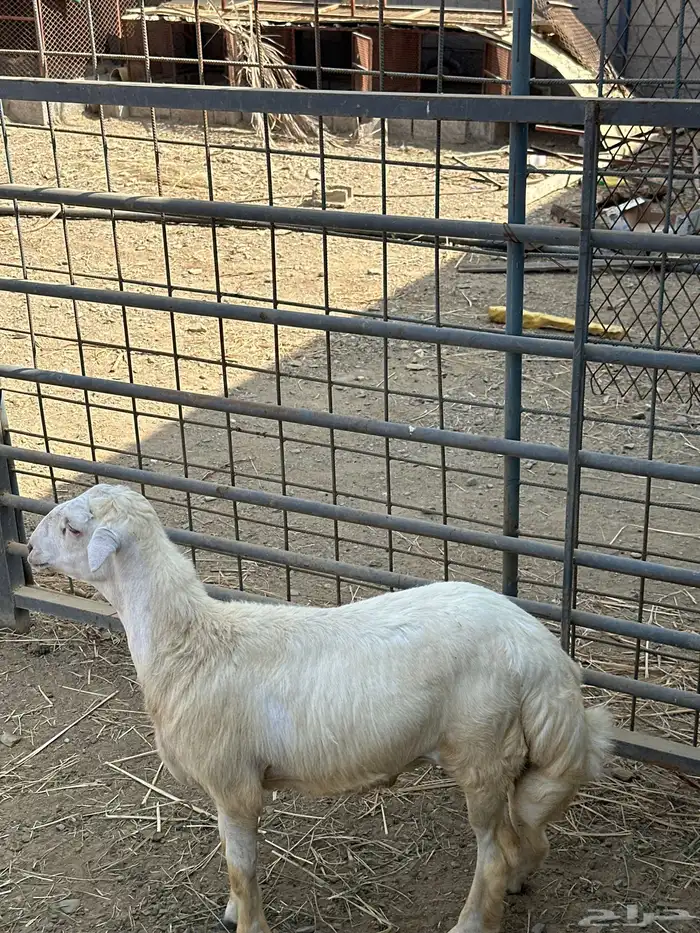 تم للبيع مشروع فحل رفيدي طريق الفطيحه 3