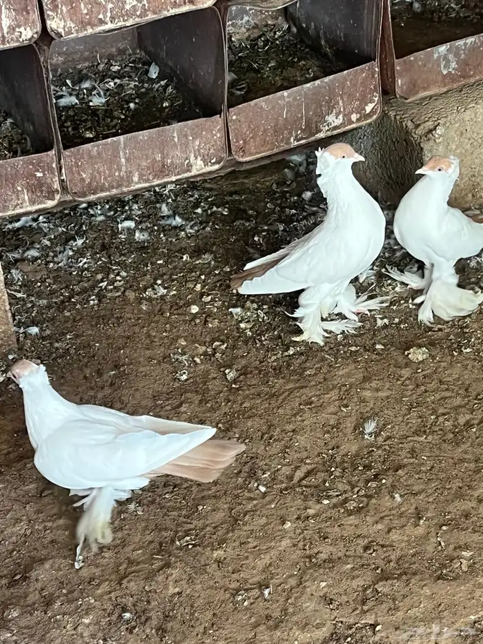 زوجين بالوني اصفر 0