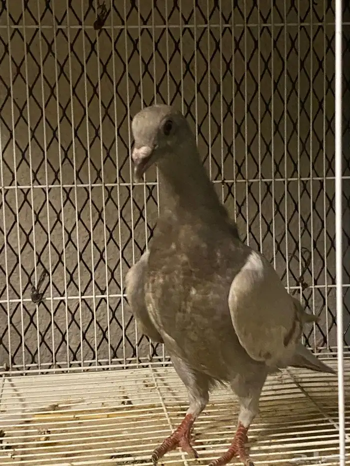 اعرض لكم حمام زاجل وفرنسي 13