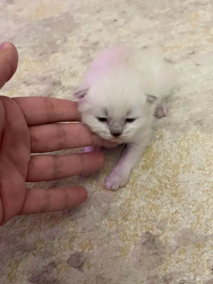 الرياض حي المونسية 6