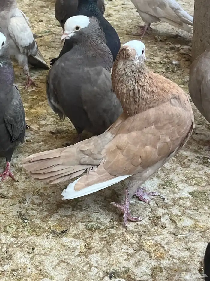 عشه حمام موكا هزاز 5