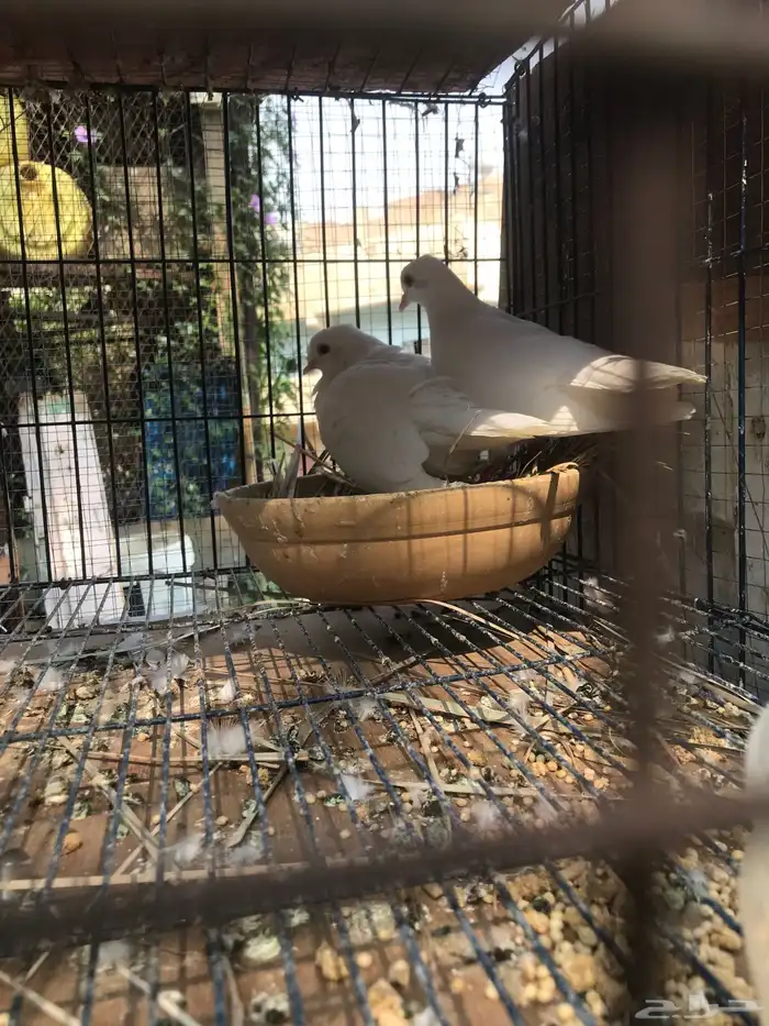 صنعاني اصيل شيبه 10