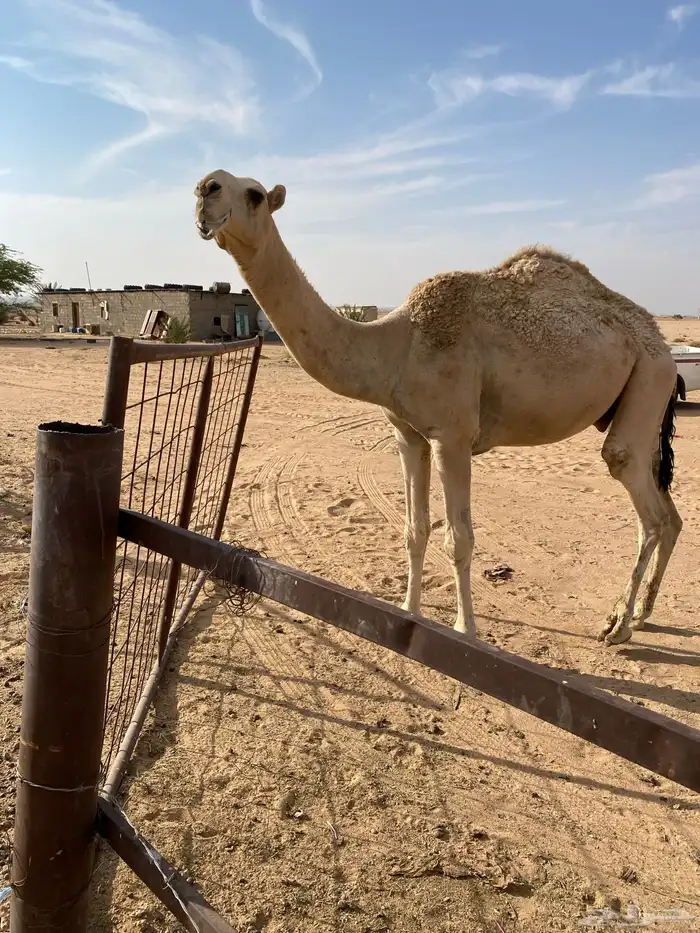 قعود للبيع 0