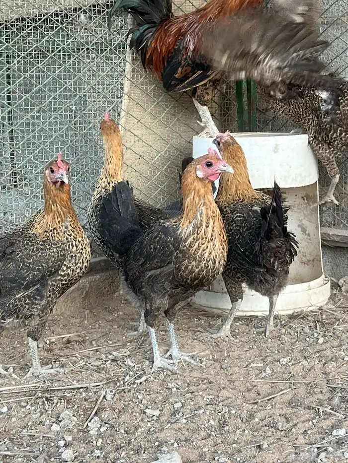 دجاج فيومي ذهبي 0