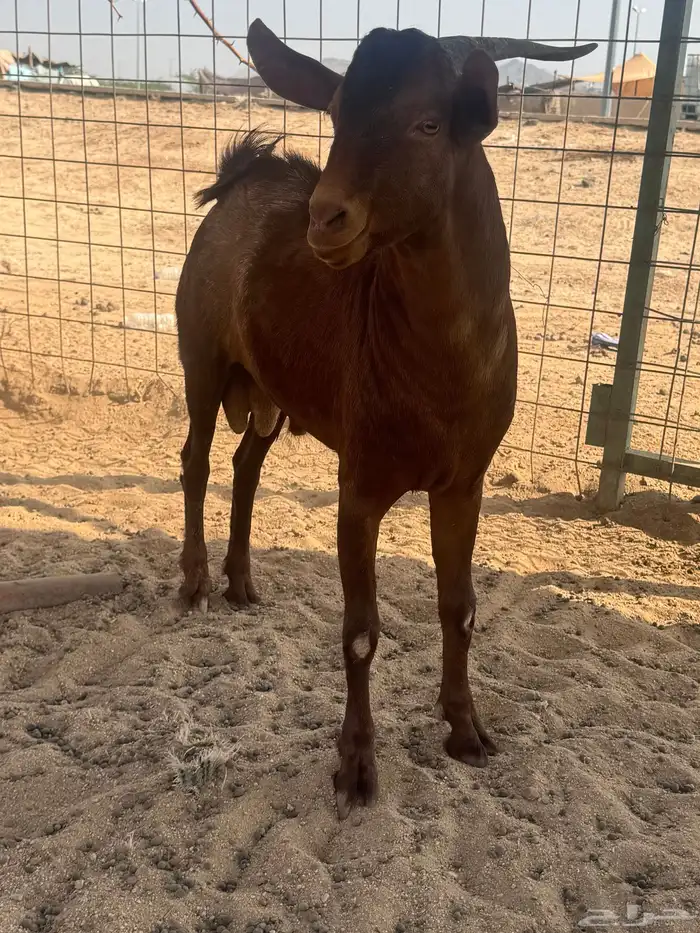 تيس محايلي فحل جذع 4