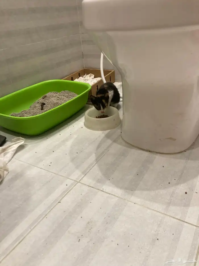 قط بلدي صغير للتبني 2