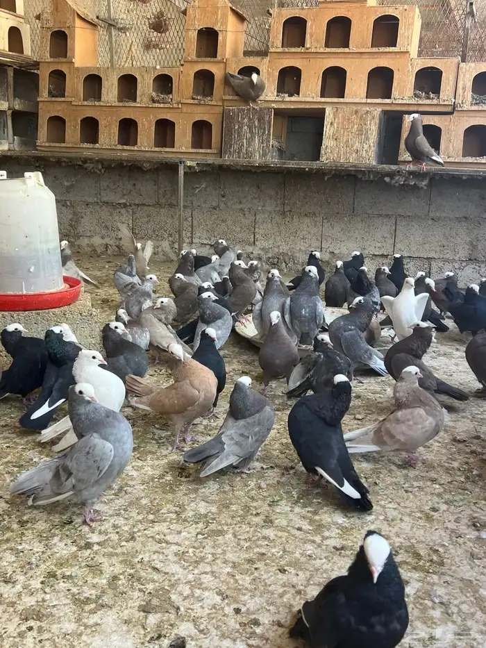 عشه حمام موكا هزاز 11