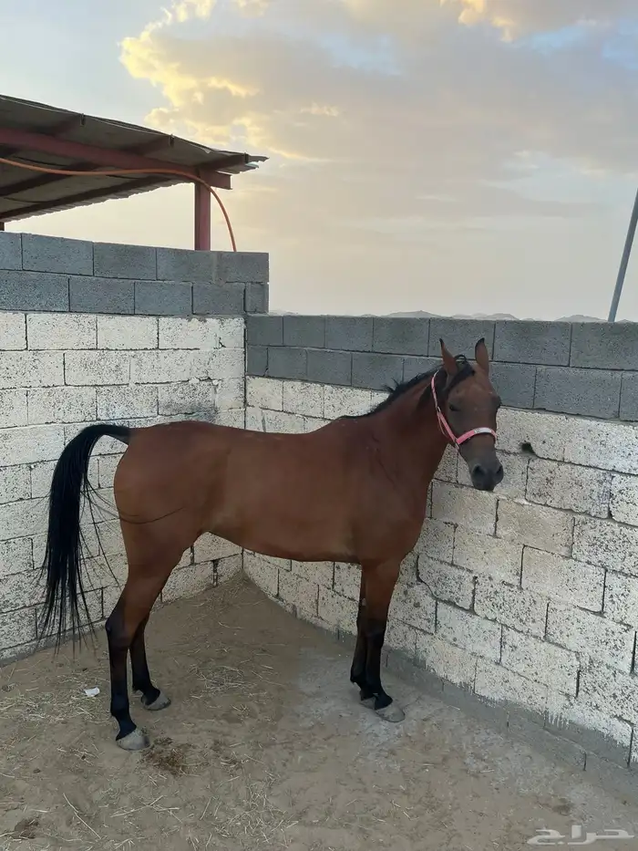 فرس واهو كفو 2