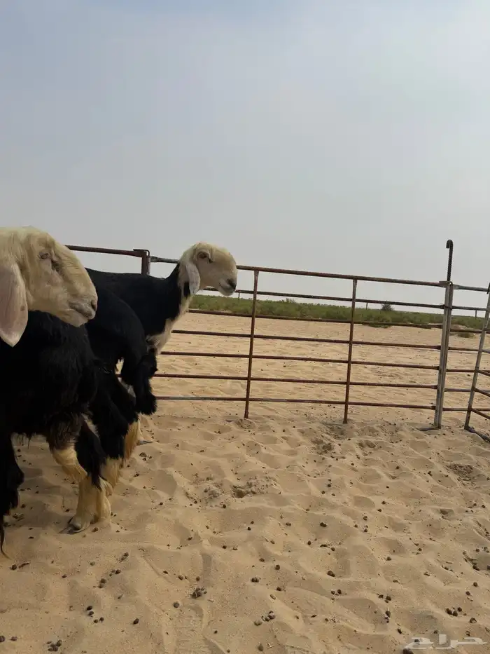 6 غنم نجد بالفحل 4