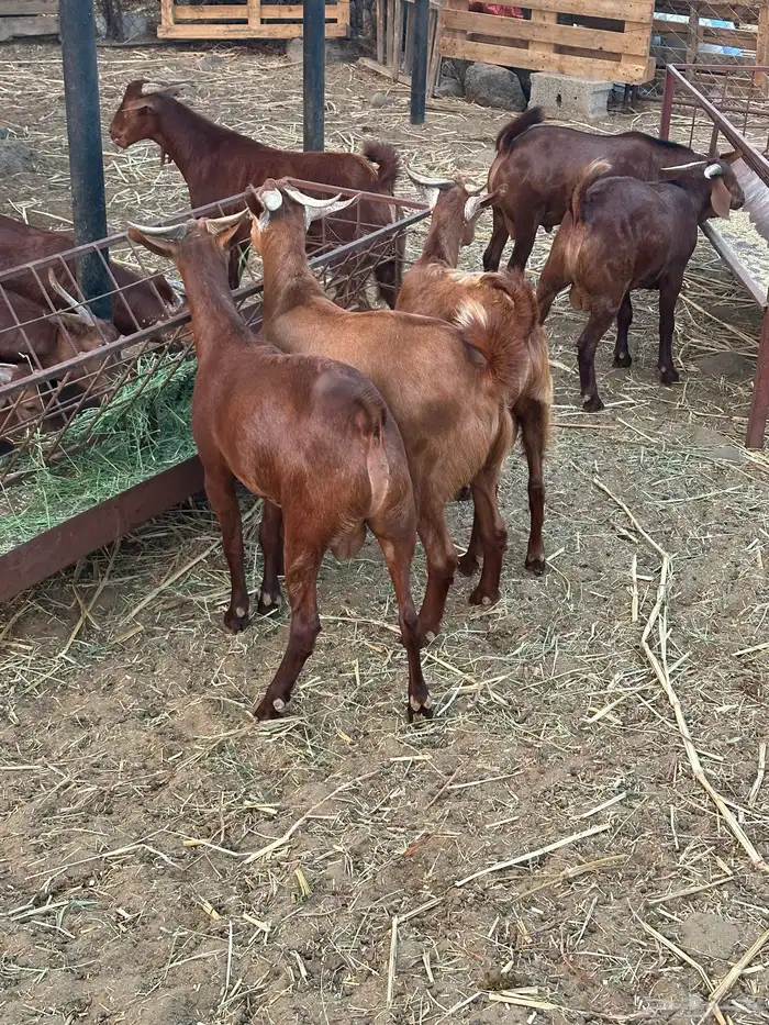 القنفذه حلي 3