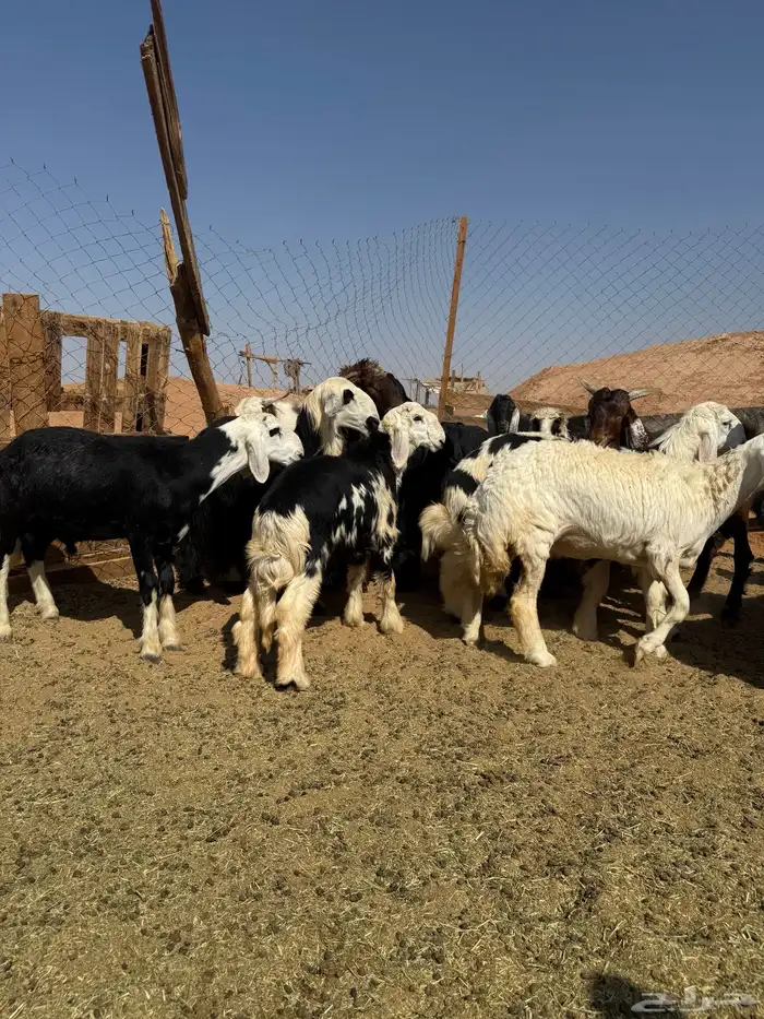 خرفان و رخال 1