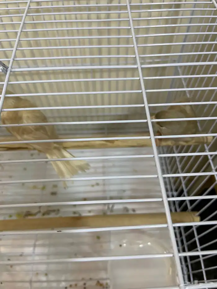 كناري جاسب ذكر وانثى جاهزين 1