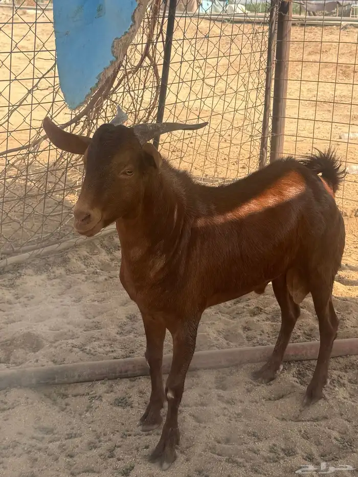 تيس محايلي فحل جذع 0