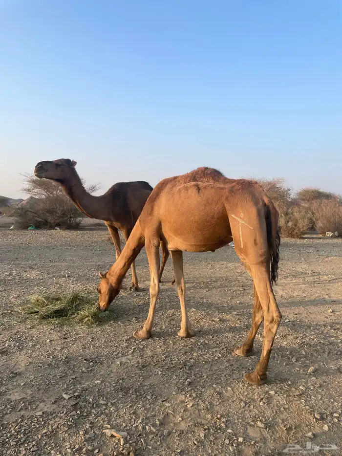 نياق حمر طيبات 3