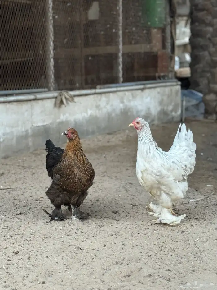 للبيع دجاجتين براهما 1