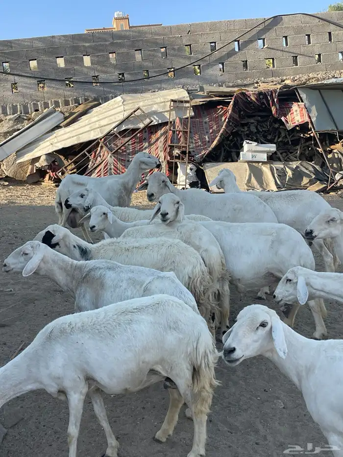 ضان حرش شعره قصيره دفع بفحلها عدد 13 8