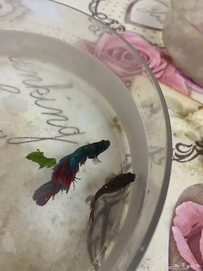 ازواج سمك فايتر منتجة اقبل البدل 1