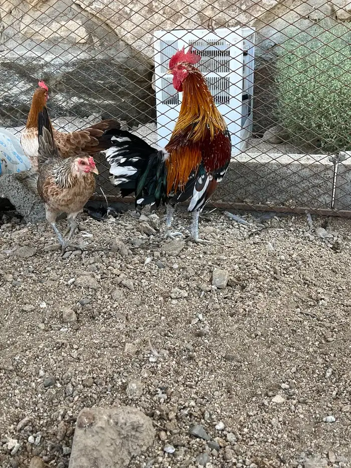 سلام عليكم اعرض لكم في دجاج 5