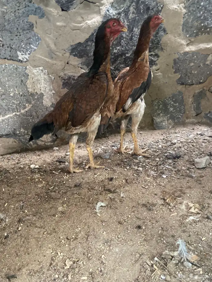 شامو ياباني 1