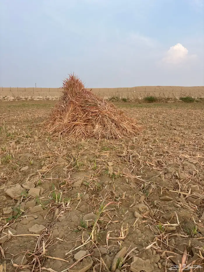 علف حلال العدد تقريبا  790 حبه 4